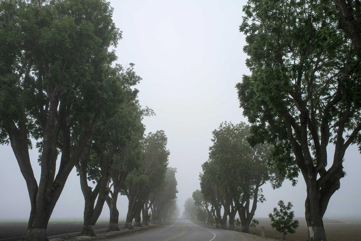 树木排列的林间道路